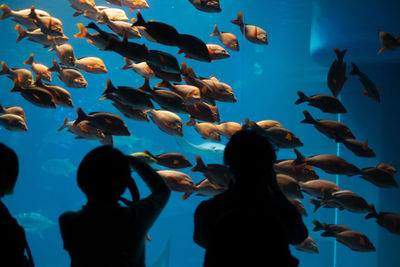 Silhouette people looking at fishes in aquarium