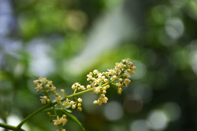 Azadirachta indica on a blurred background, neem flower on a blurred background