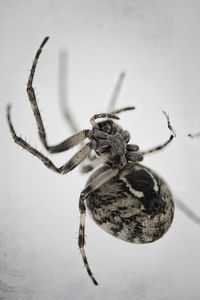 Close-up of spider