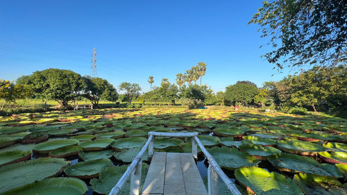 Lotus pond