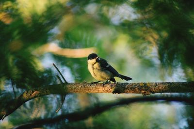 Bird perching on a tree