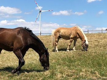 Horse on field against sky