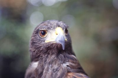 Close-up portrait of eagle
