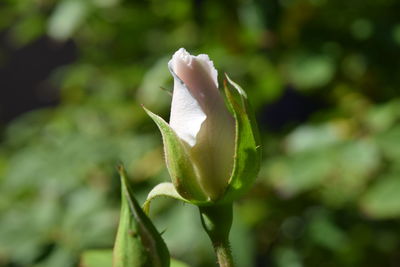 Close-up of flowering plant