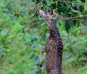 animal