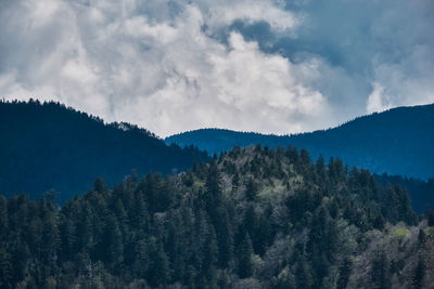 Panoramic view of pine trees against sky