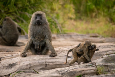 Two young olive baboons play by father