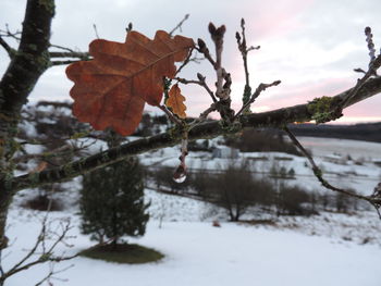 Close-up of snow on tree during winter