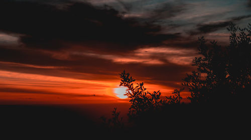 Silhouette trees against orange sky at sunset