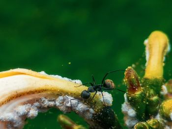 Close-up of spider on plant