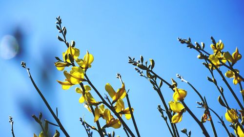 Low angle view of yellow flowering plant against clear blue sky