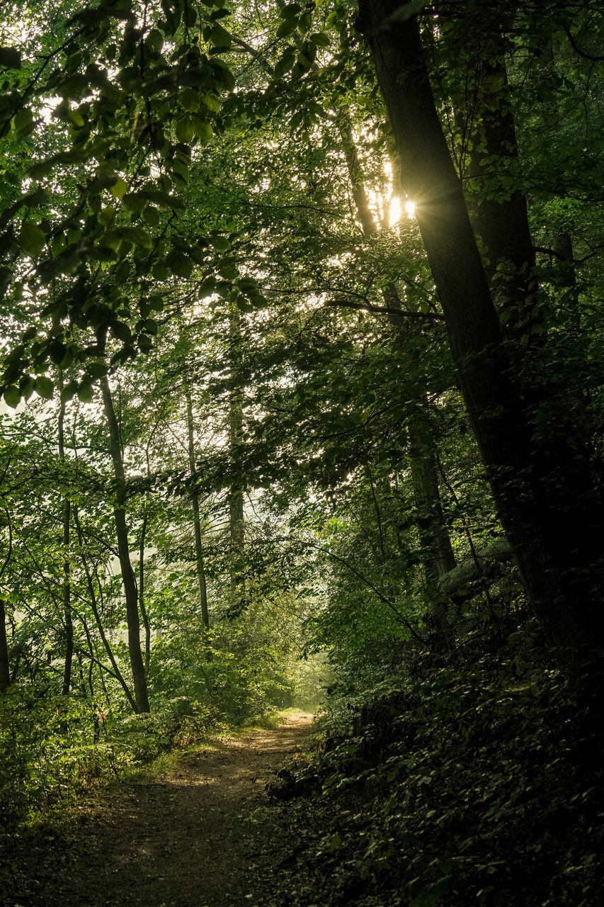 VIEW OF TREES IN FOREST