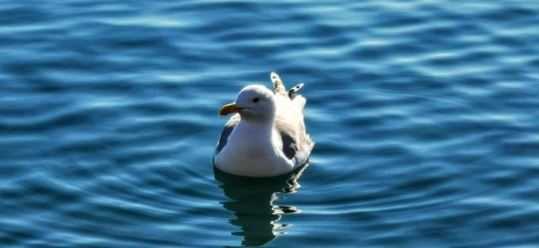 High angle view of duck swimming in lake
