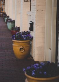 Close-up of flower pot