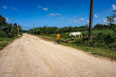 Rear view of a horse on dirt road