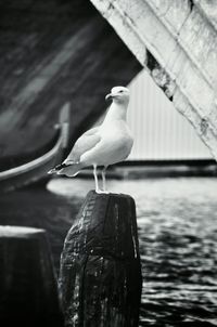 Seagull perching in water