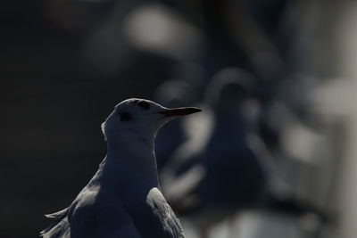 bird