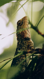 Close-up of a chameleon on tree