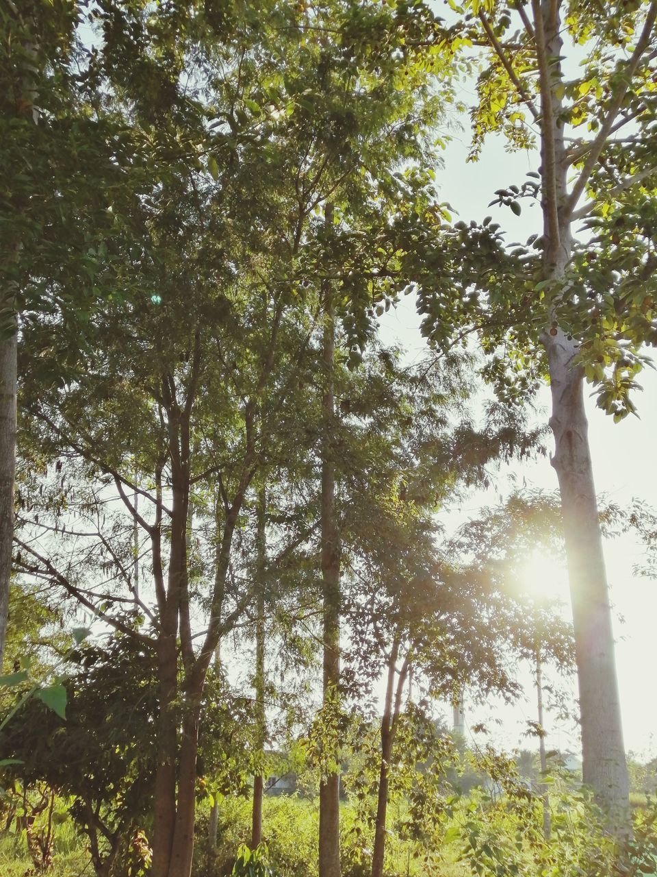 LOW ANGLE VIEW OF TREES AGAINST SKY