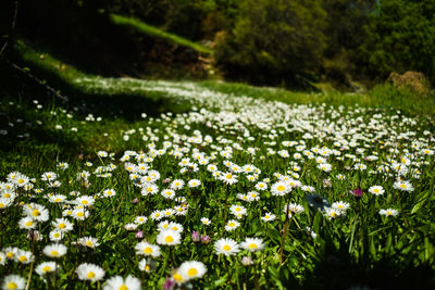 Close-up of white flowering plants on field