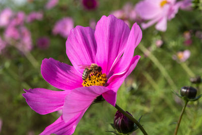 Close-up of bee on purple flower