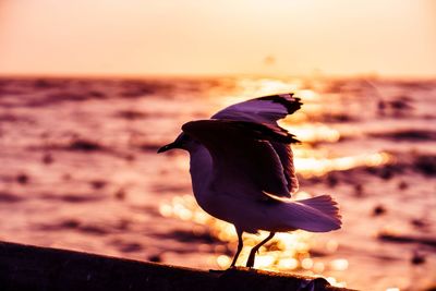 Close-up of seagull at sunset