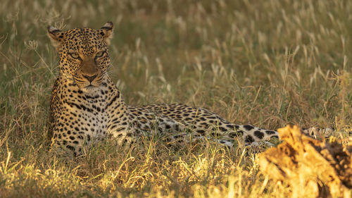 View of cat on field