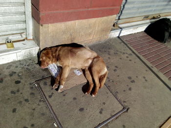 High angle view of dog on footpath