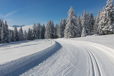 Trees on snow covered landscape