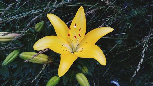 Close-up of yellow flower