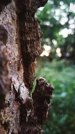 Close-up of tree trunk