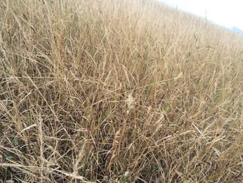 Crop growing in field