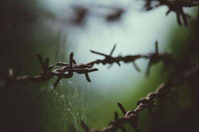 Border made of barbed wire