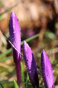 Close-up of wet pink flower