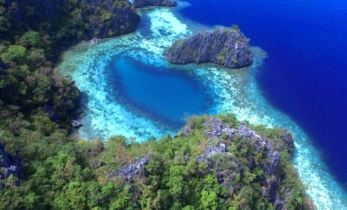 High angle view of coral in sea