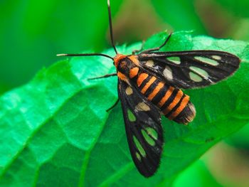 Close-up of butterfly on leaf