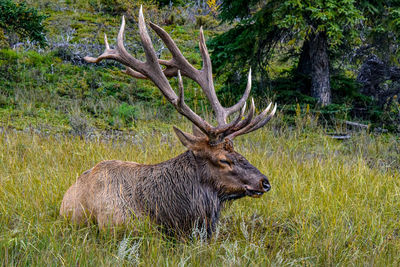 Wapiti male