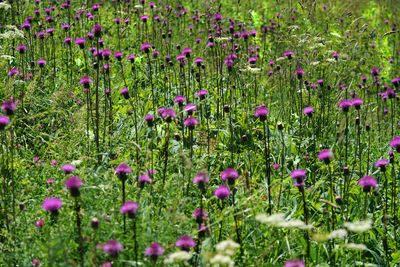 Purple flowering plants on field