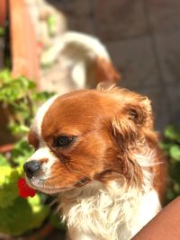 Cavalier king charles portrait outdoors