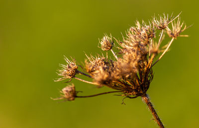 Close-up of insect on plant