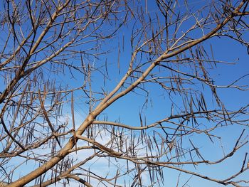 Low angle view of bare tree against blue sky