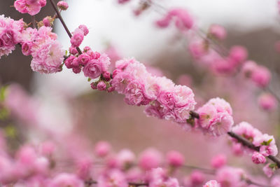 Close-up of white cherry blossom