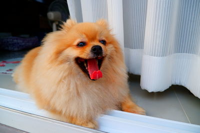 Close-up of dog looking away