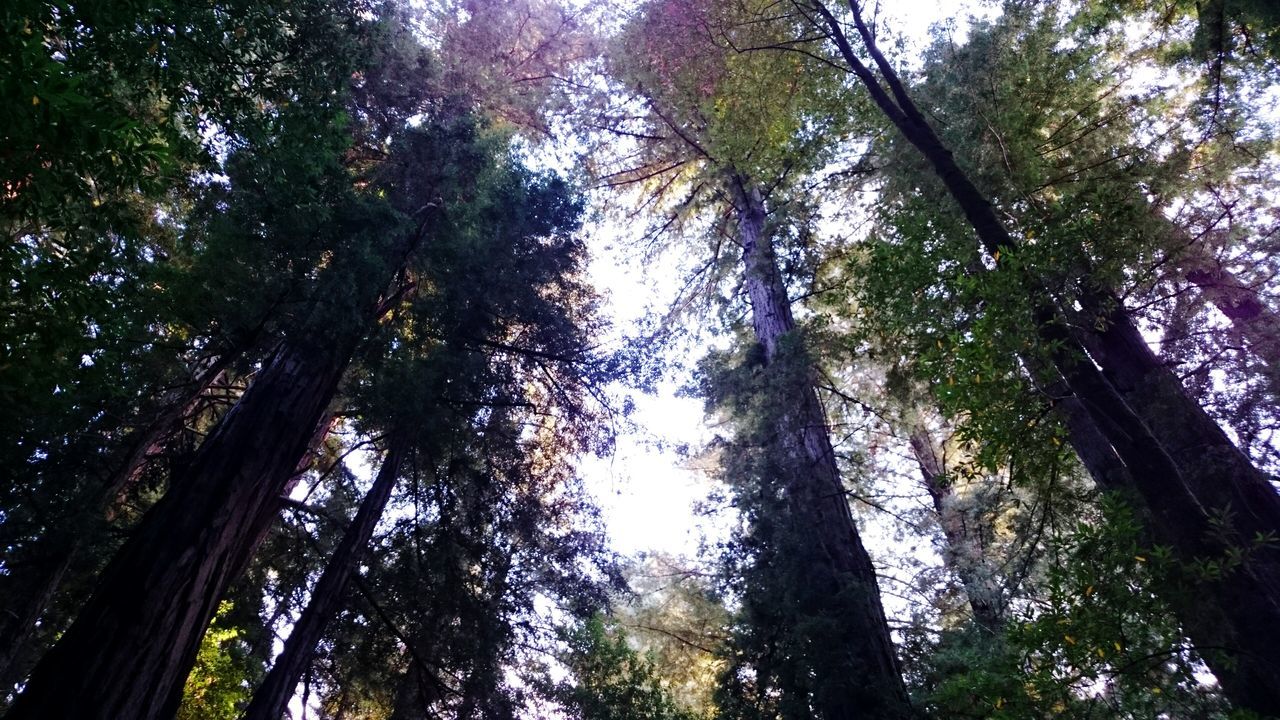 tree, low angle view, growth, tranquility, forest, tree trunk, nature, beauty in nature, branch, tranquil scene, scenics, woodland, green color, sky, tall - high, day, no people, outdoors, sunlight, non-urban scene