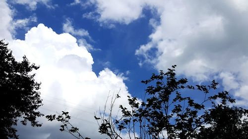 Low angle view of silhouette trees against sky