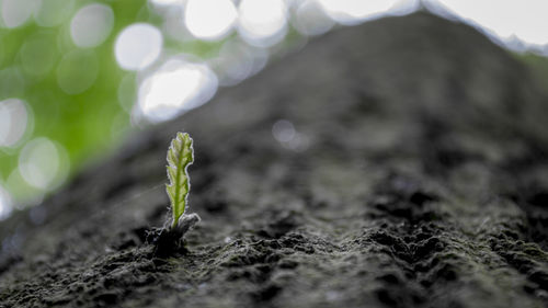 Close-up of green leaves