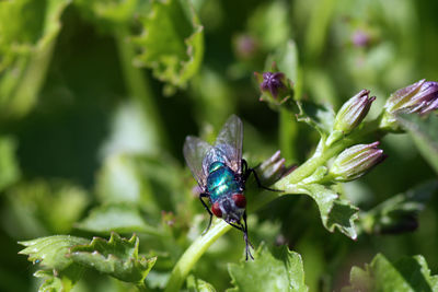 Close-up of insect pollinating flower