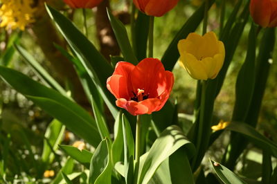 Close-up of red tulip