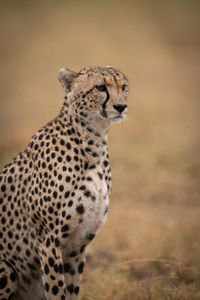 Close-up of cheetah sitting staring in grassland