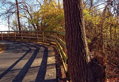 Trees in park